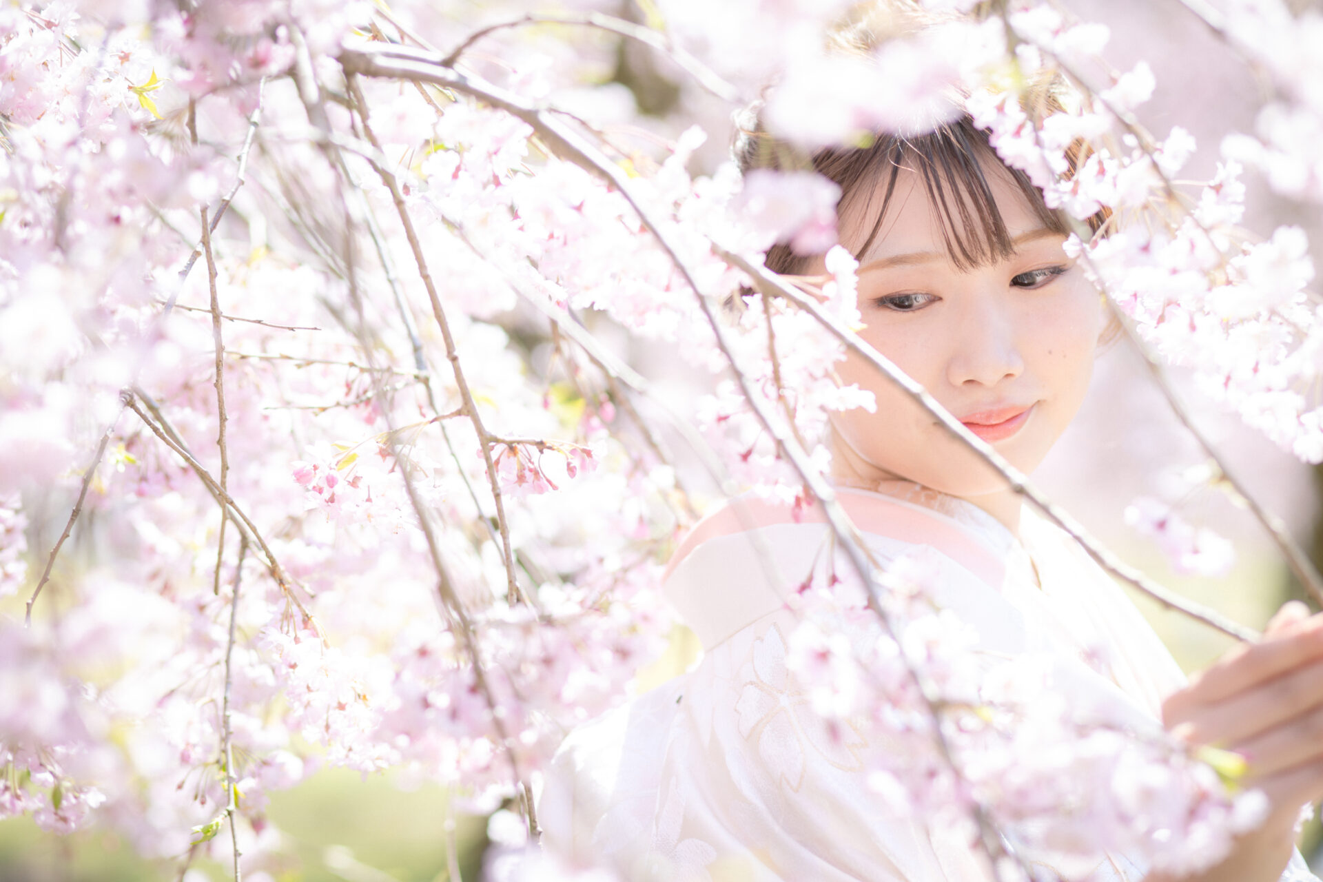 春限定桜フォトウェディング
